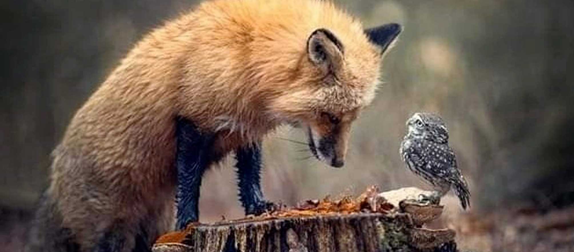 bannière Groupe entraide et partage facebook du Fox